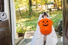 This Just In: Halloween-editie – Dogster