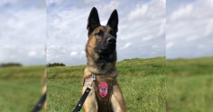 Overlooked Shelter Dog wordt de eerste K9 van de politie in decennia