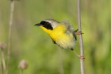 Internationale wetten voor trekvogels |  BirdNote