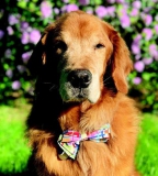 Kankerplatform biedt gerichte behandeling – Dogster