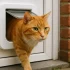 Stofarme tofu kattenbakvulling: voordelen, gebruik en accessoires